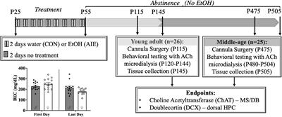 Adolescent Binge-Type Ethanol Exposure in Rats Mirrors Age-Related Cognitive Decline by Suppressing Cholinergic Tone and Hippocampal Neurogenesis